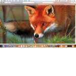 Foxvx Studios