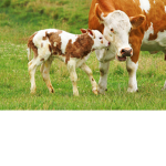 Cutest Cow Fans