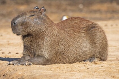 Capybara Vs Slenders 