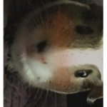 cute furry Guinea pigs :D
