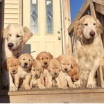 Doggos Family
