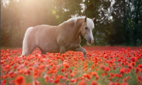 ♡Rose Ridge Stables♡ V.2