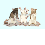 (: Rat squad :)