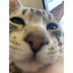 kappachungus