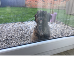 __dog__