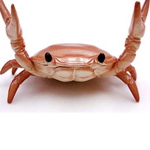 CrabNation