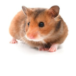 Hamster cuties