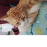 Gattini di Martina