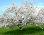 The Green Money Tree