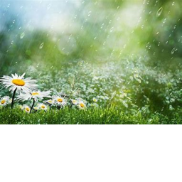Rain-Droplets