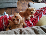 GROUP FOR DOG OWNERSS