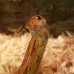 Cuddles the Snake