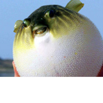 Cheesy Fish of Suburbia