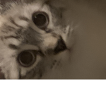 Small kitten fan group