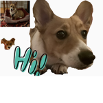 Poppy face reveal and corgi fans
