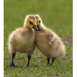 Ducks and Birbs are cool