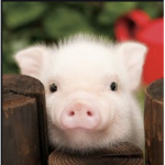 +Pigs United+