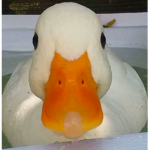 Reality Duckz
