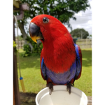 Birdies and parrots Rule