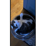 Crazycats101