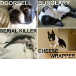 Floating Doggos Group