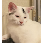 Taco the cat