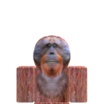 Primates Association