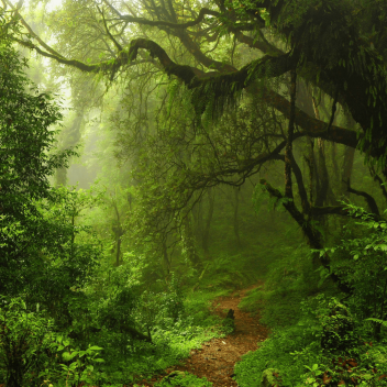 Whispering Pines: Help Project