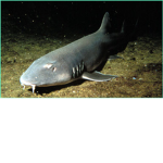 Baddies sharksssss