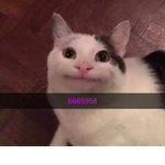 smile cat meme