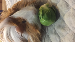 Guineapigmommy_56789