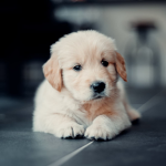 Join dis group if u like ur dog