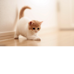 Cats are teh best <3