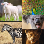 Animal$ Army
