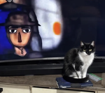 CAT GROUP! :DDDD