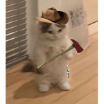 JaneThaiXD