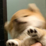 dogeerly