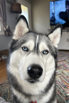 Cute husky fan group