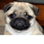 Pugs rule pugs rule pugs rule pugs are cute