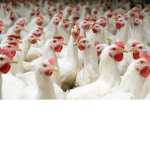 Cool hang out chickens