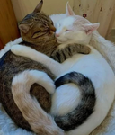 Cassie's kitties