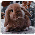 TheBrownBunnyZ