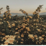 ~w a n d e r l u s t~