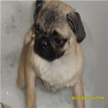 My dog Alfi type of dog:pug Roblox decal
