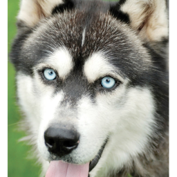 DOG MADE UPDATE HYPE