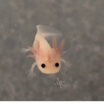 AXOLOTL Power group