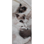 Kitten's Cl0thes