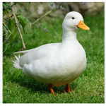 El Duckies