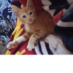 Ginger kitten club