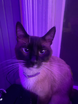 namaste cat